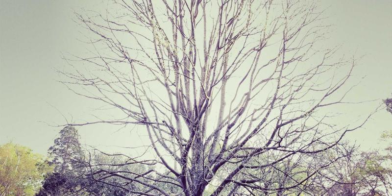 光影的时空对话：大唐屋如何用蒸汽波风格再现唐代明堂采光智慧